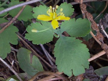 Chelidonium majus